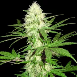 Sumo's Big Bud Sumo Seeds
