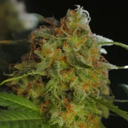 Sumo's Big Bud Sumo Seeds