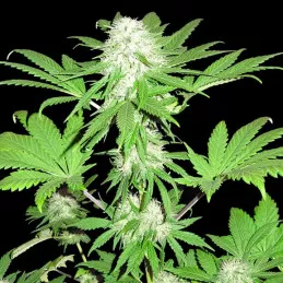 Sumo's OG Kush Sumo Seeds