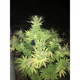 Sumo's OG Kush Sumo Seeds
