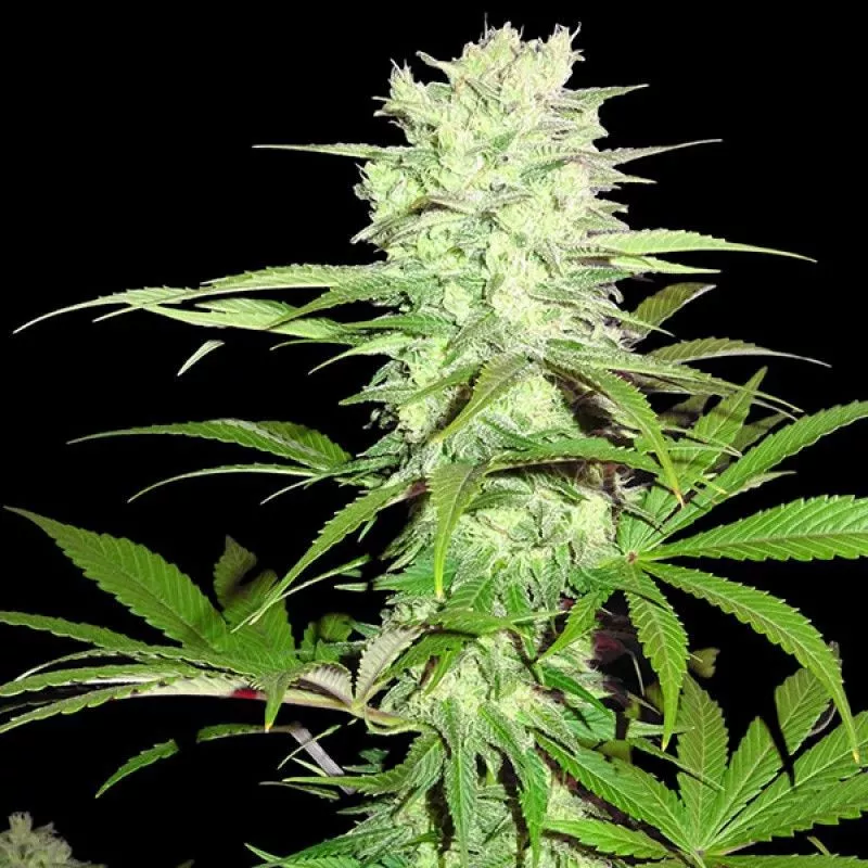 Thunderstruck Sumo Seeds