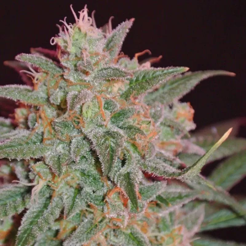 Thunderstruck Sumo Seeds