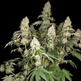 White Caramel Cookie Sumo Seeds