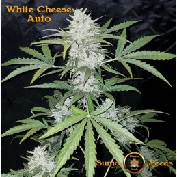 White Cheese Auto Sumo Seeds 