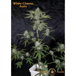 White Cheese Auto Sumo Seeds 