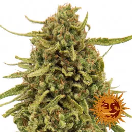 Widow Remedy Barney's Farm