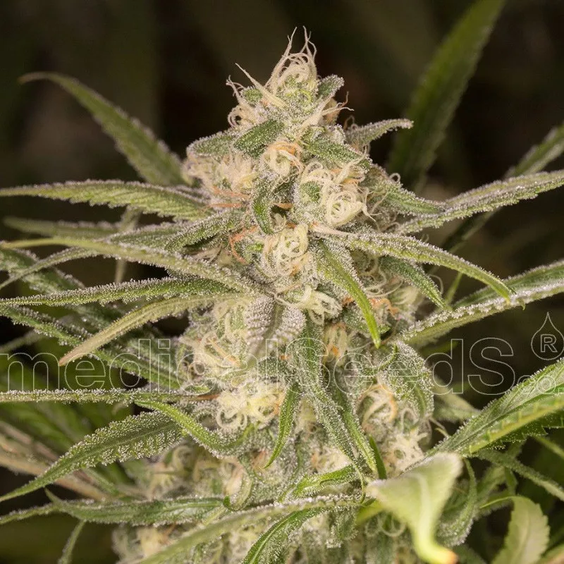 No Name Auto Medical Seeds