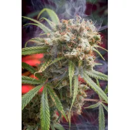 Canna-Wreck