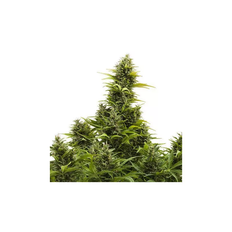 Buddha Medikit Auto