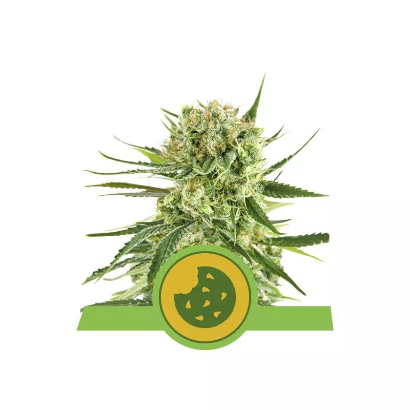 Royal Cookies Automatic Royal Queen Seeds