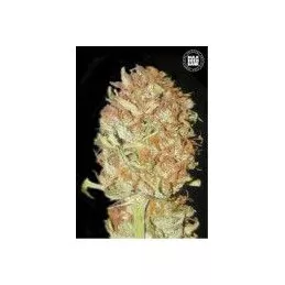 Auto PSYCHEDELIC