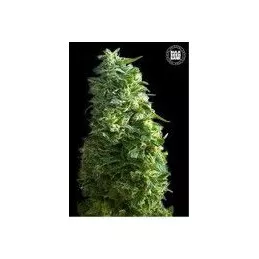 Lime Skunk Bulk Seeds Bank