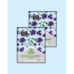 Dream Berry Female Seeds