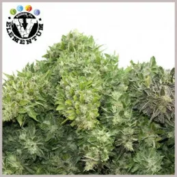 Mix Auto V-Elementum Seeds
