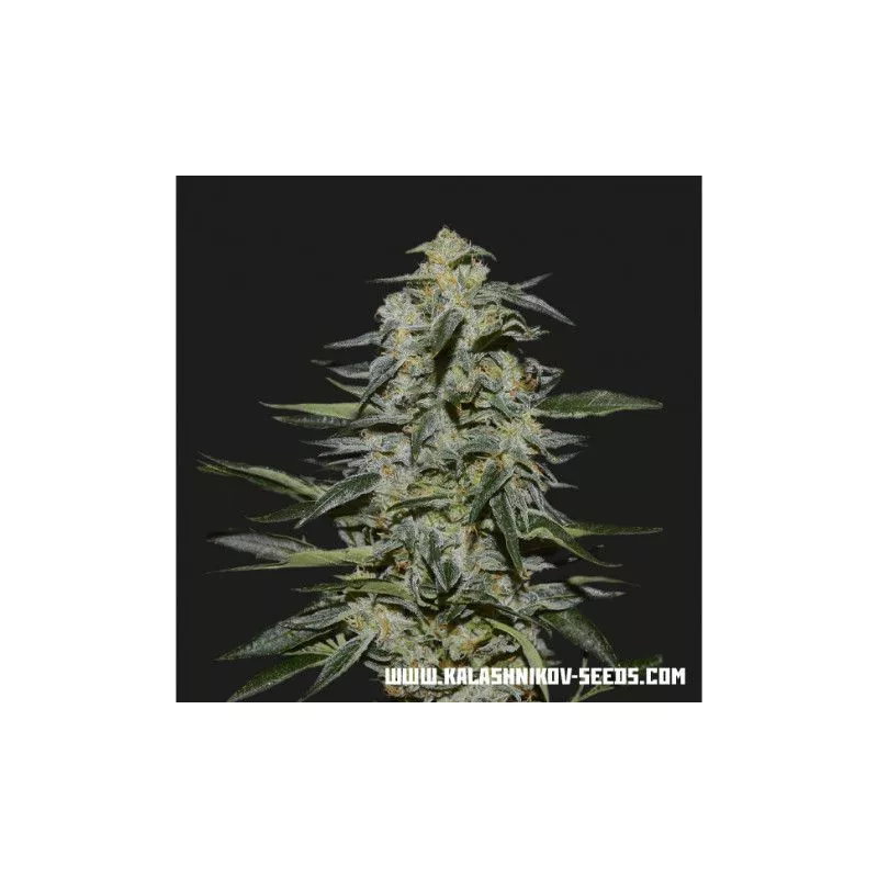 Katyusha de Kalashnikov Seeds