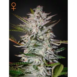 Holy Punch Greenhouse Seeds