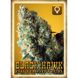 Black Hawk Auto Rockwell Seeds