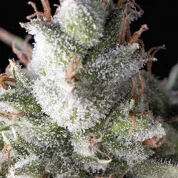 Ramses Pyramid Seeds