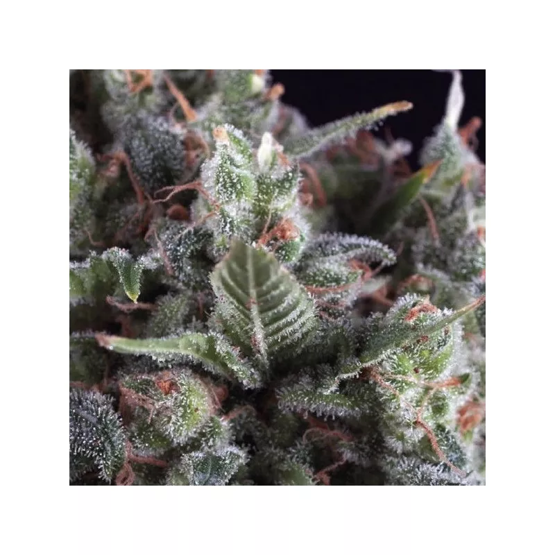 Olympia Pyramid Seeds