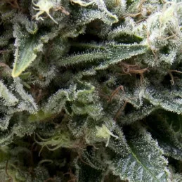 Auto New York City CBD Pyramid Seeds