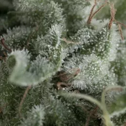 Auto Nefertiti Pyramid Seeds