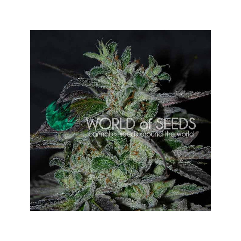Strawberry Blue World of Seeds Strawberry Blue World of Seeds