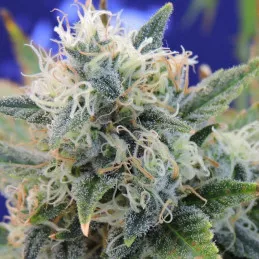 Girl Scout Cookies Original Sensible Seeds