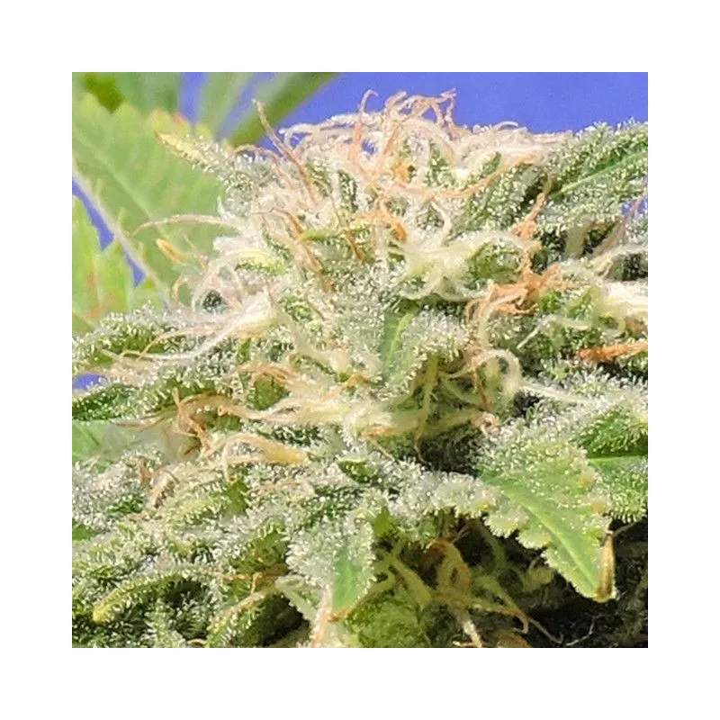 Kali AK Original Sensible Seeds
