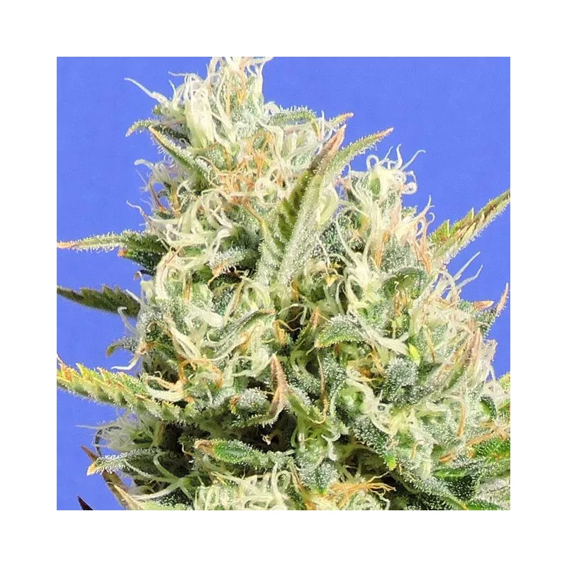 CBD Lemon AID Original Sensible Seeds