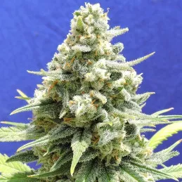 Amnesia Lemon Kush Original Sensible Seeds