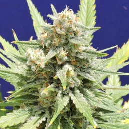 Stinkin' Bishop Original Sensible Seeds