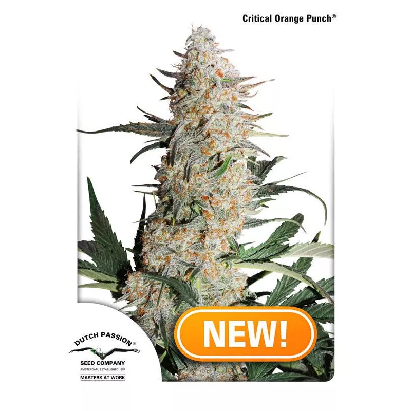 Critical Orange Punch