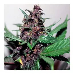 Purpura LSA