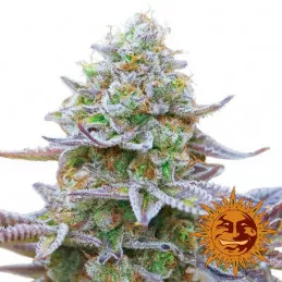 Gorilla Zkittlez de Barney's Farm