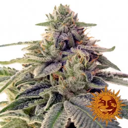 Shiskaberry de Barney's Farm