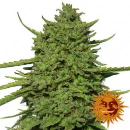 Amnesia Lemon Barney's Farm