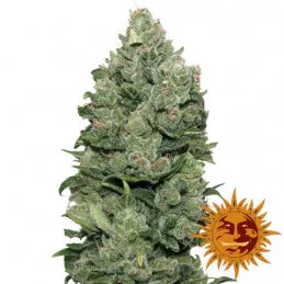 Top Dawg Barney's Farm