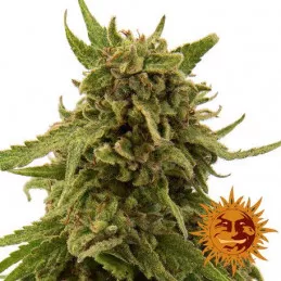 CBD Critical Cure Barney's Farm