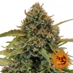 Bad Azz Kush Barney's Farm