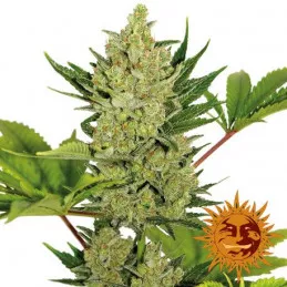(Auto) Blue Cheese Barney's Farm