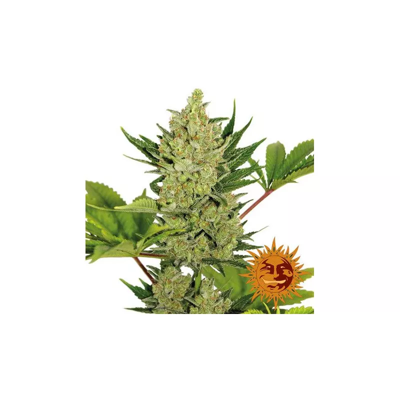 (Auto) Blue Cheese Barney's Farm