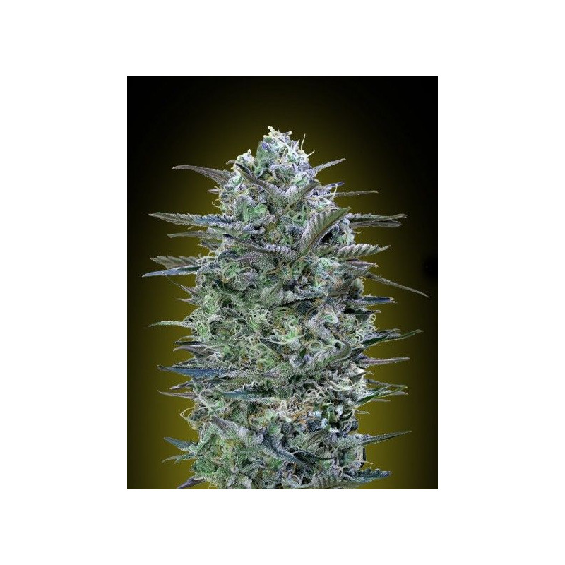 Critical Lemon Advanced Seeds Critical Lemon Advanced Seeds