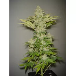 Bubblicious
