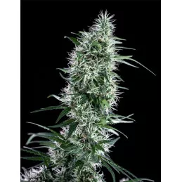 Santa Bilbo Genehtik Seeds