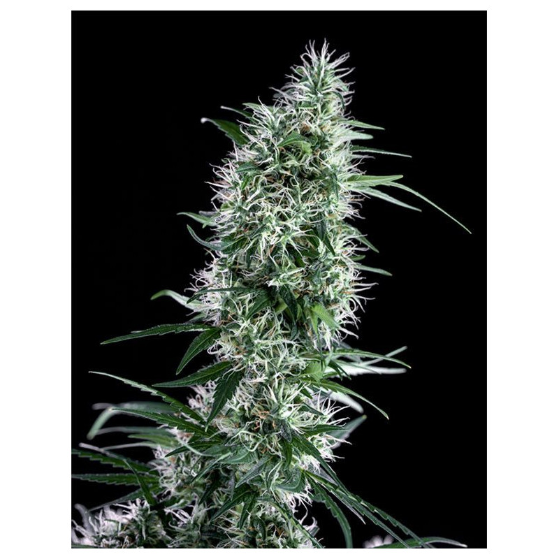 Santa Bilbo Genehtik Seeds Santa Bilbo Genehtik Seeds