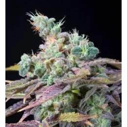 Txomango Genehtik Seeds