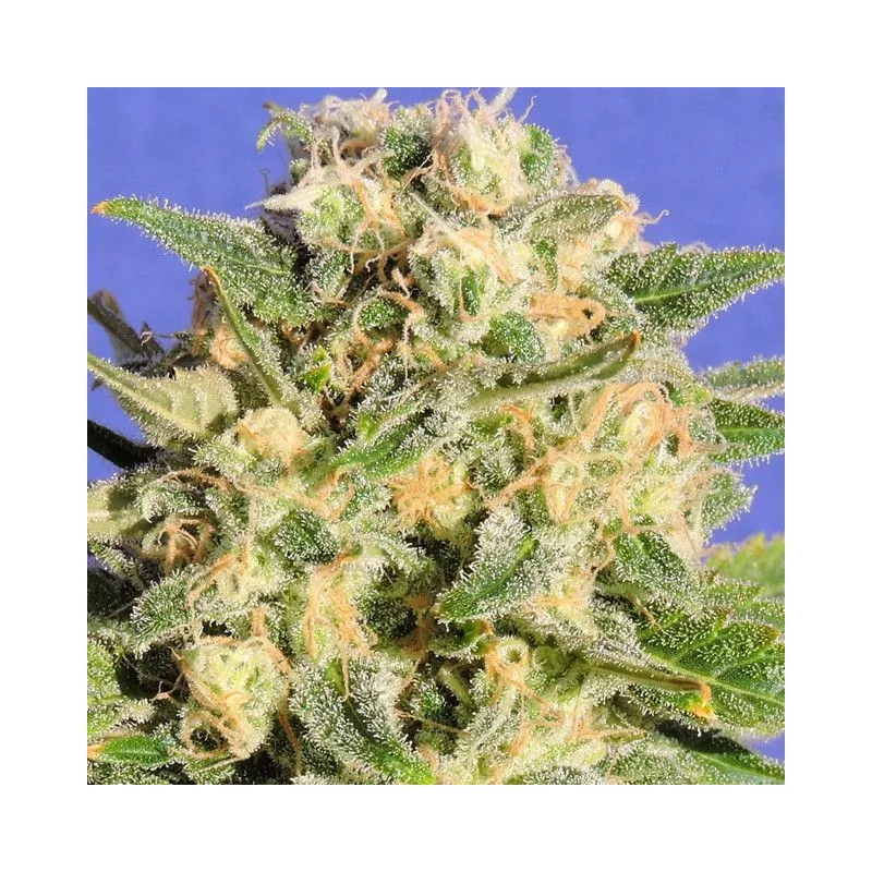 Auto Destroyer Original Sensible Seeds
