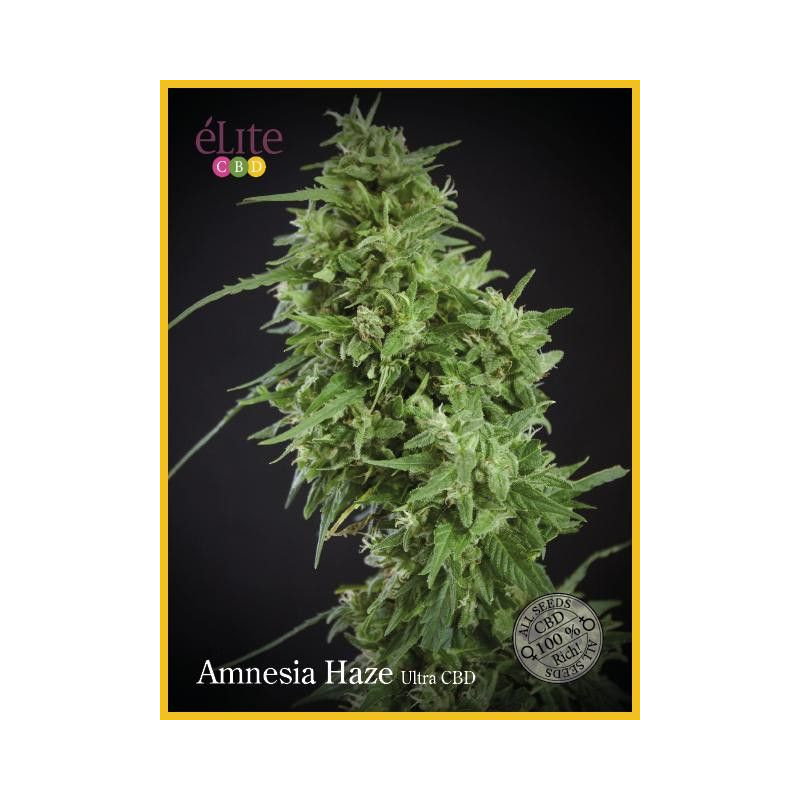 Amnesia Haze Ultra CBD Elite Seeds Amnesia Haze Ultra CBD Elite Seeds