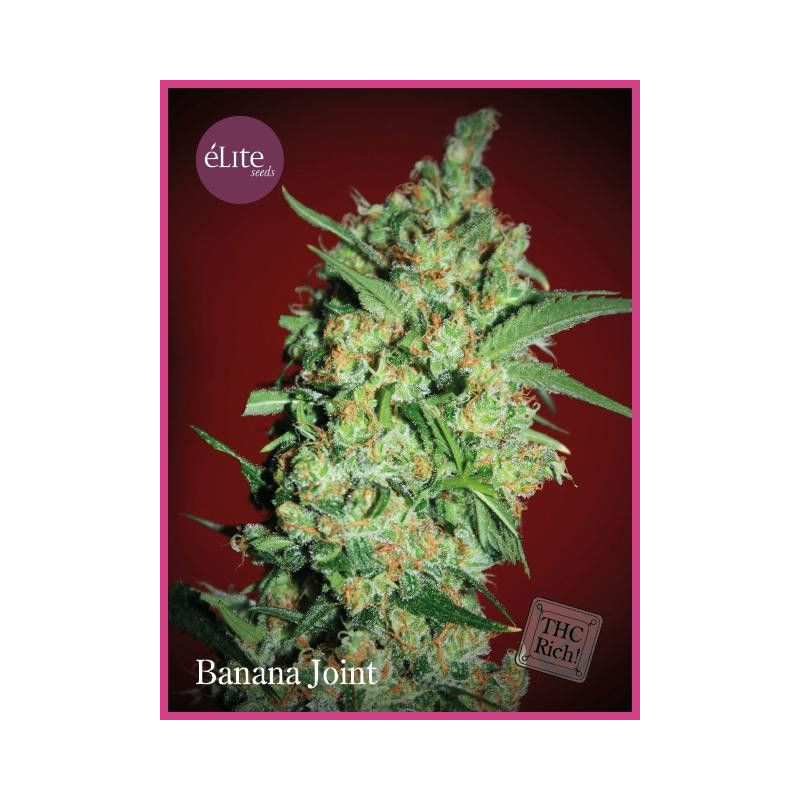 Banana Joint Elite Seeds Banana Joint Elite Seeds