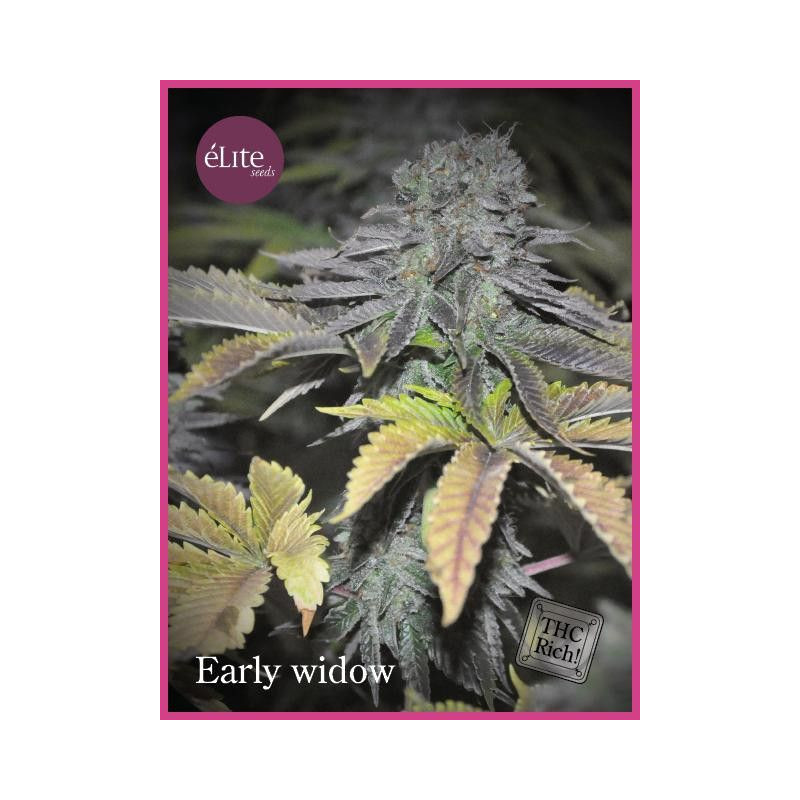 Early Widow Elite Seeds Early Widow Elite Seeds